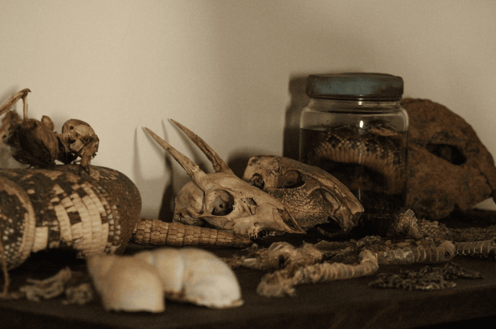 Robert Kleasen's Taxidermy Shop